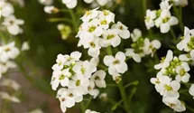 Pritzelago alpina