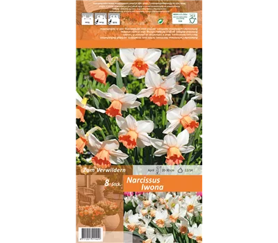 Alpenveilchenartige Narzisse 'Iwona'
