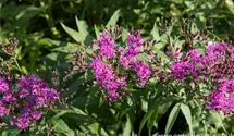 Vernonia crinita 'Mammuth'