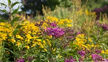 Vernonia crinita 'Mammuth'