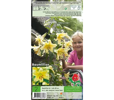Baumlilie 'Honeymoon'