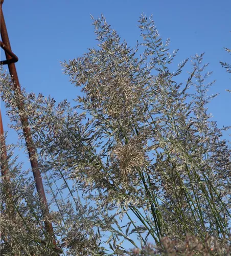 Calamagrostis x acutiflora 'Waldenbuch'
