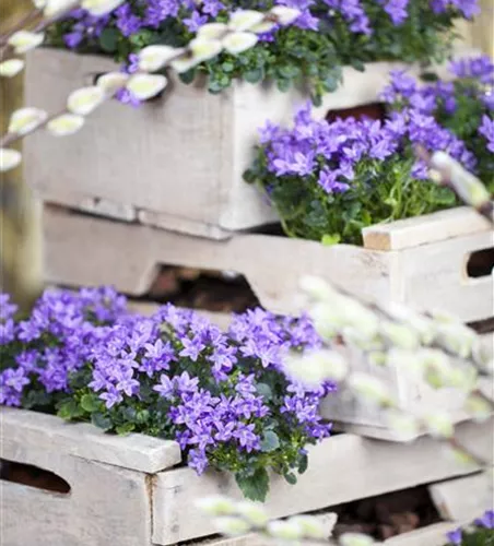 Campanula portenschlagiana 'Catharina'