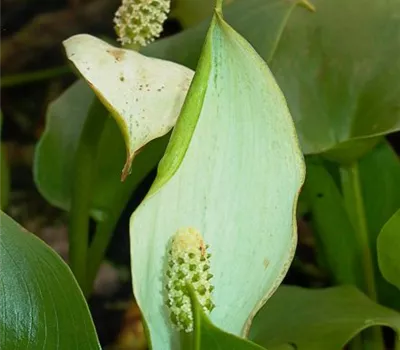 Calla palustris
