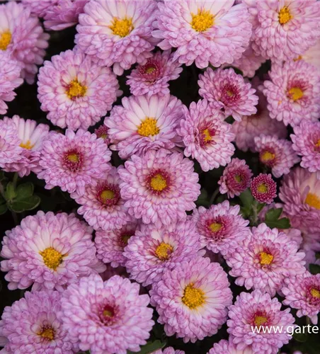 Chrysanthemum x hort.'Mei-kyo'