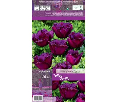 Crispa-Tulpe 'Gorilla'