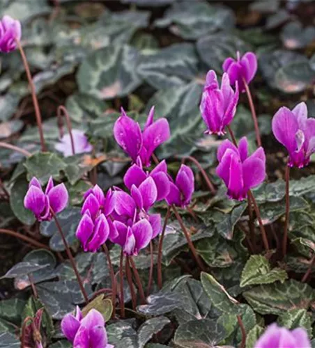 Cyclamen hederif.'Amaze Me Pink'