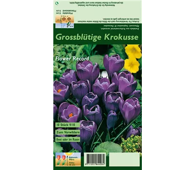 Frühlings-Krokus 'Flower Record'