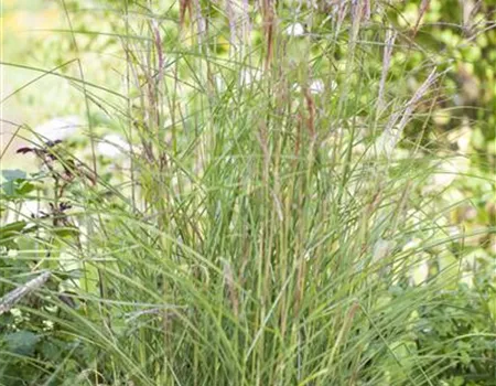 Garten-Chinaschilf 'Kleine Fontäne'