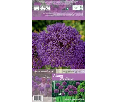 Garten-Kugel-Lauch 'Gladiator'