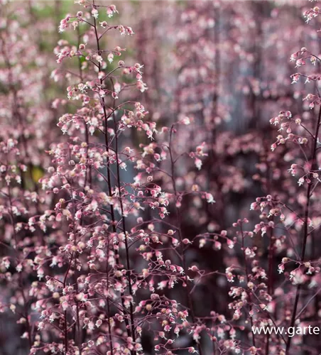 Garten-Silberglöckchen 'Black Beauty'®