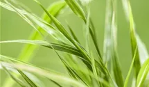 Hakonechloa macra 'Aureola'