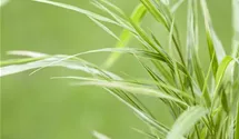 Hakonechloa macra 'Aureola'
