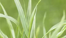 Hakonechloa macra 'Aureola'