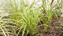 Hakonechloa macra 'Aureola'