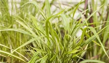 Hakonechloa macra 'Aureola'