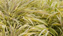Hakonechloa macra 'Aureola'