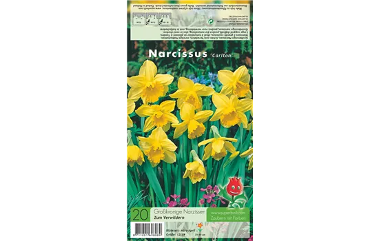 Großkronige Narzisse 'Carlton'