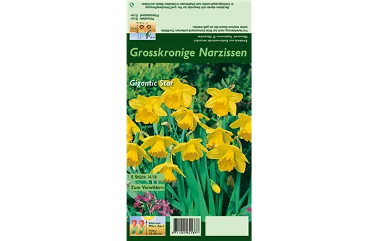 Großkronige Narzisse 'Gigantic Star'