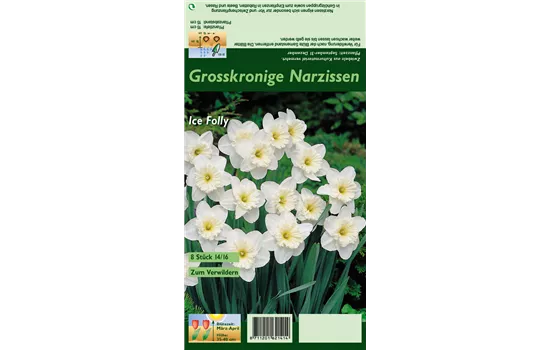 Großkronige Narzisse 'Ice Follies'