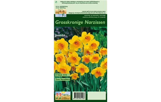 Großkronige Narzisse 'Juanita'