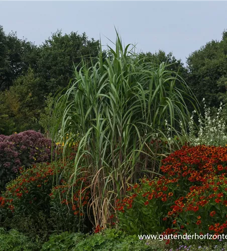 Hohes Garten-Chinaschilf 'Aksel Olsen'