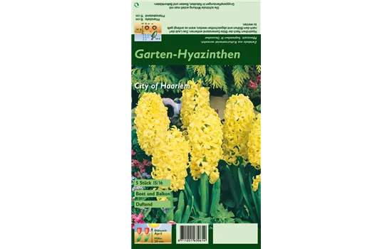 Hyazinthe 'City Of Haarlem'