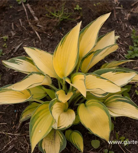 Hosta x tardiana 'June' -R-