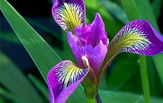 Iris versicolor