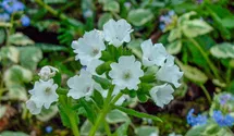 Pulmonaria officinalis 'Sissinghurst White'