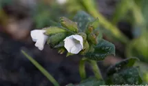 Pulmonaria officinalis 'Sissinghurst White'