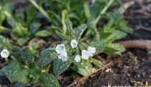 Pulmonaria officinalis 'Sissinghurst White'