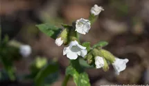 Pulmonaria officinalis 'Sissinghurst White'