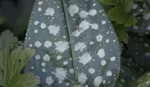 Pulmonaria officinalis 'Sissinghurst White'