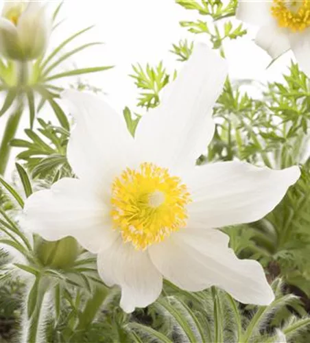 Kuhschelle 'Pinwheel Weiß'®