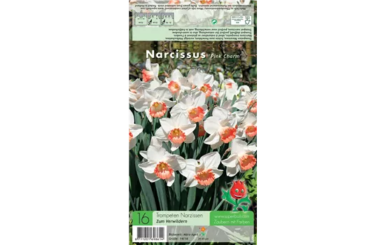 Narzisse 'Pink Charm'