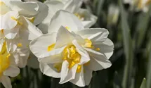 Narcissus 'White Lion'