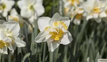 Narcissus 'White Lion'
