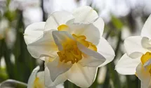Narcissus 'White Lion'