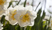 Narcissus 'White Lion'
