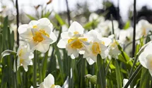 Narcissus 'White Lion'
