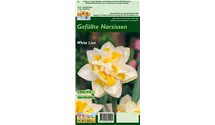 Narcissus 'White Lion'