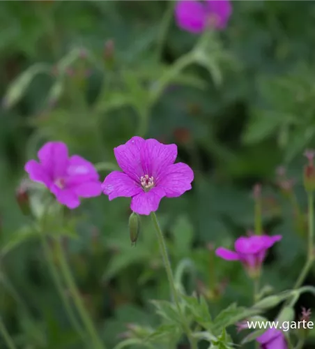 Oxford-Garten-Storchschnabel 'Rosenlicht'