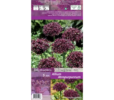Purpurblütiger Lauch