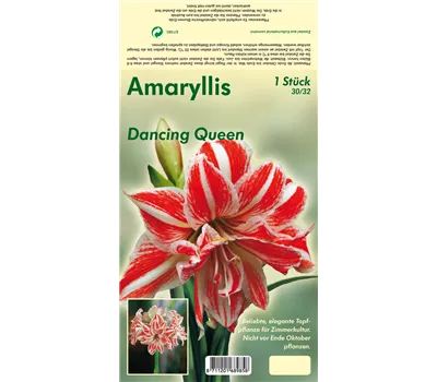 Ritterstern 'Dancing Queen'®