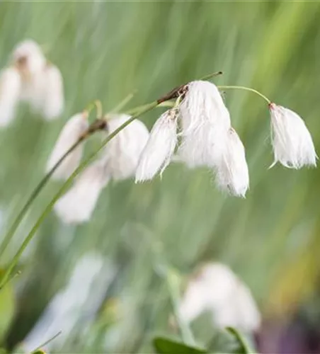 Schmalblättriges Wollgras