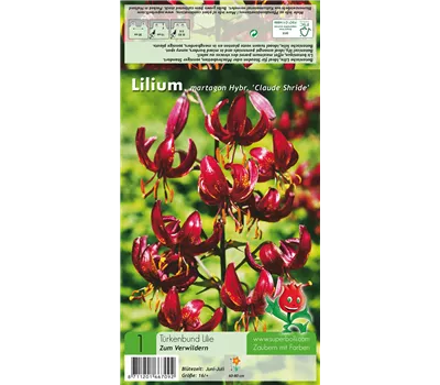 Türkenbund-Lilie 'Claude Shride'