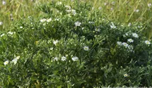 Aster ageratoides 'Ashvi'