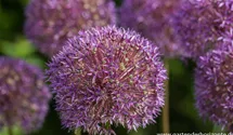 Allium macleanii 'Globemaster'