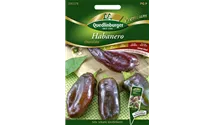 Capsicum chinense 'Chocolate'